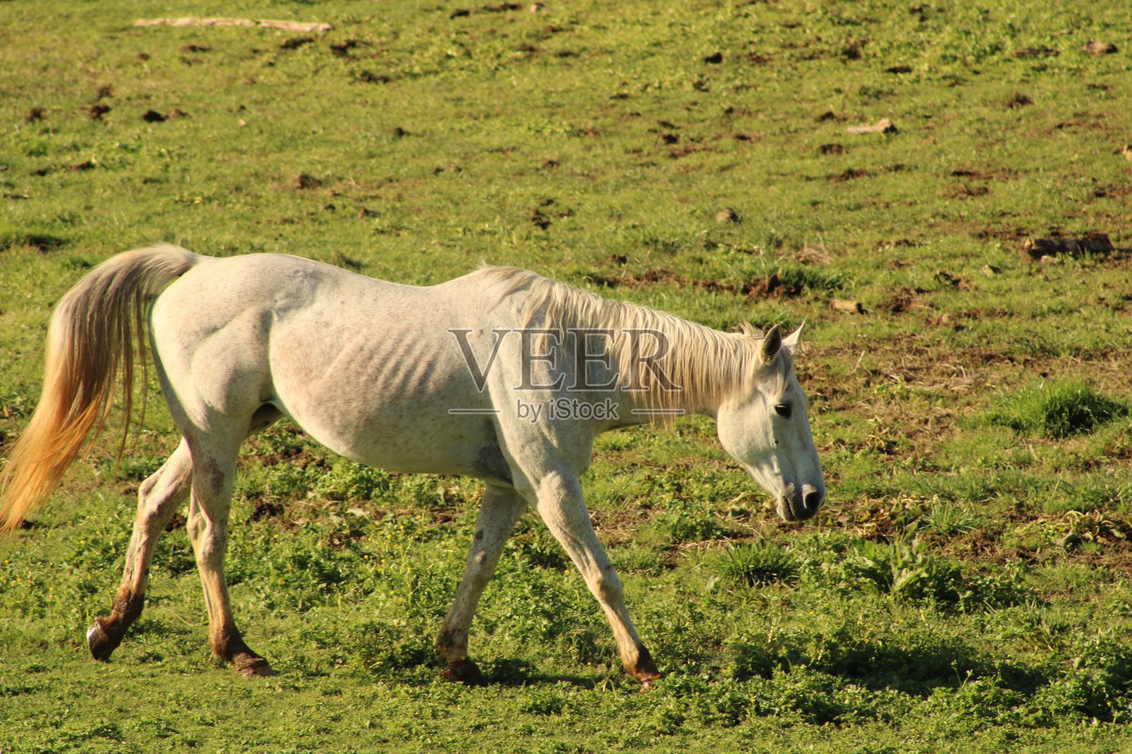 在郁郁葱葱的山边农场上吃草的马照片摄影图片
