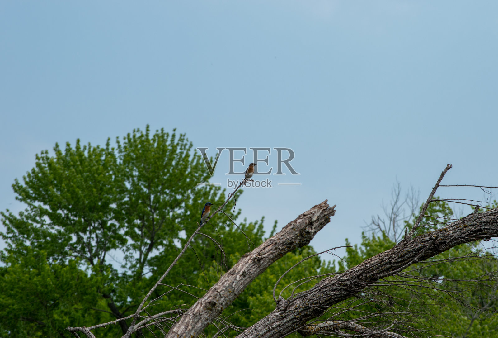 东部蓝鸟栖息在小树枝上照片摄影图片