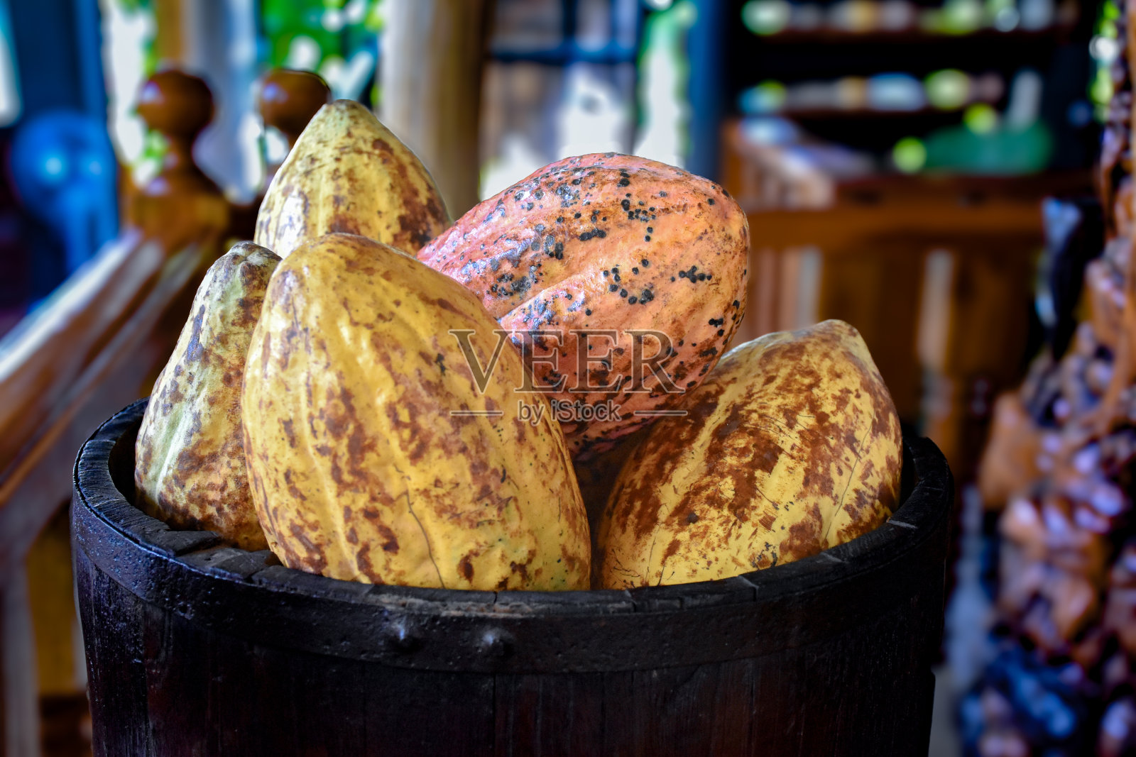 可可果实照片摄影图片