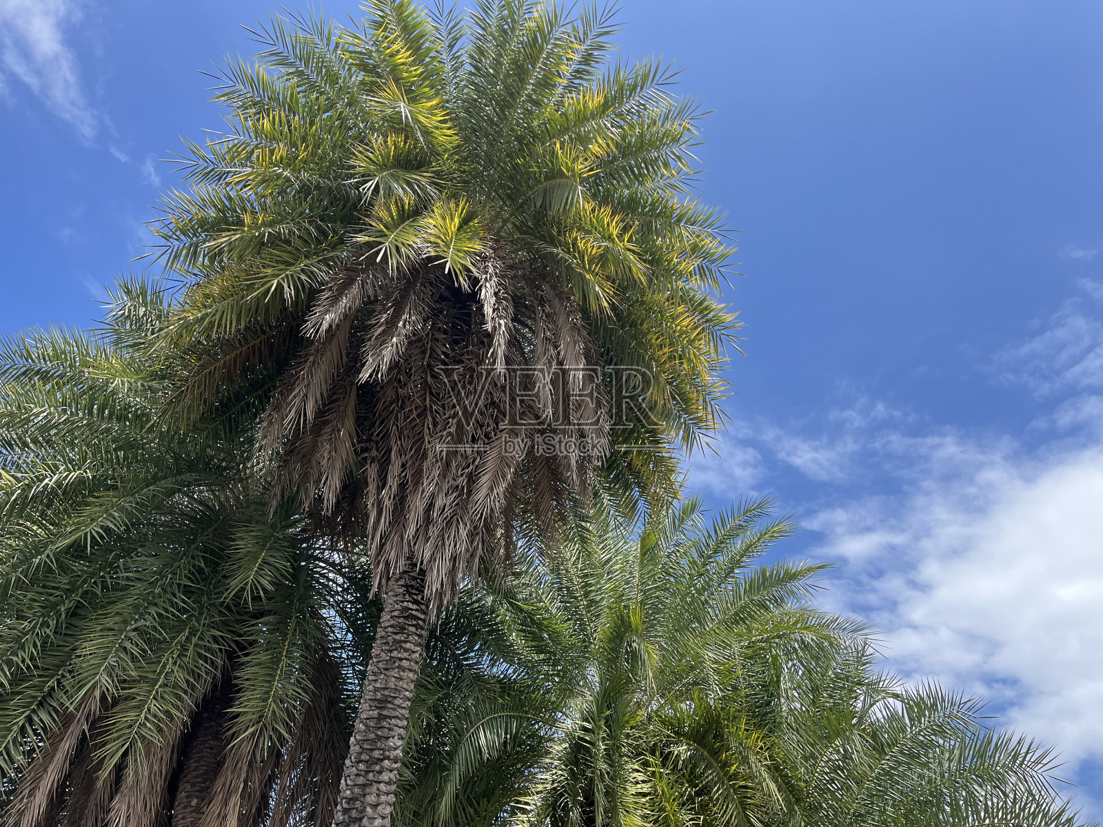 巨大的棕榈树和蓝天照片摄影图片