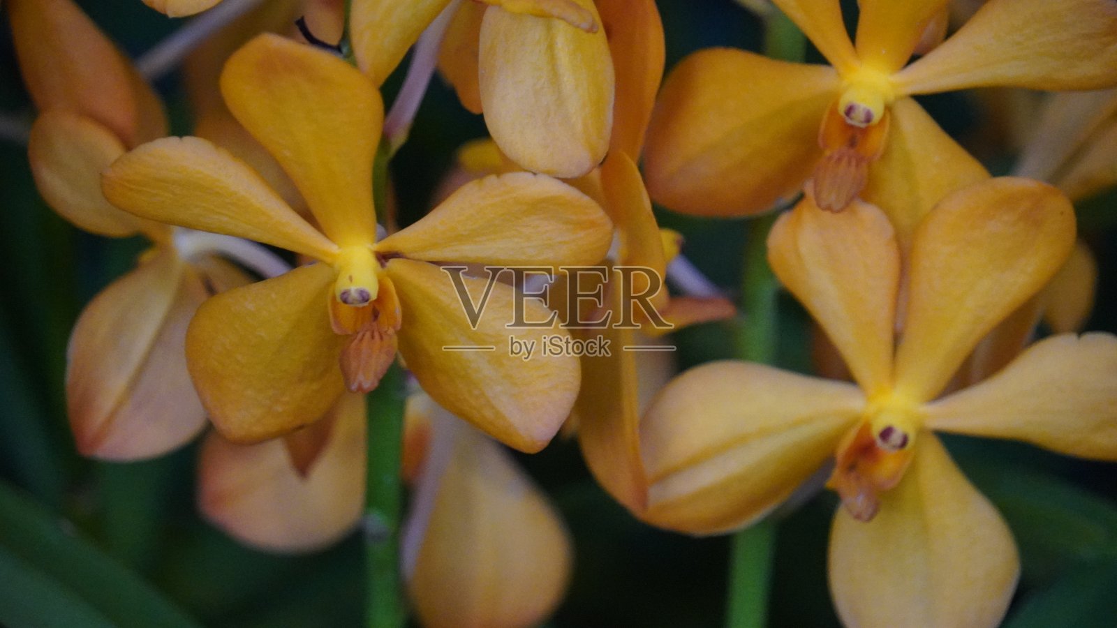 兰花纹理背景照片摄影图片