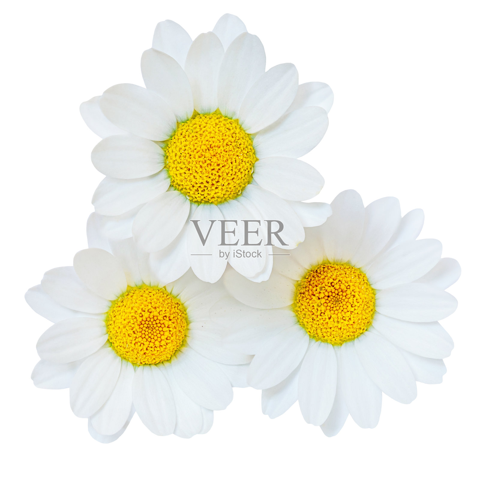 洋甘菊或洋甘菊花孤立在白色背景上。卡米莉，特写。俯视图，平面布局，设计元素照片摄影图片