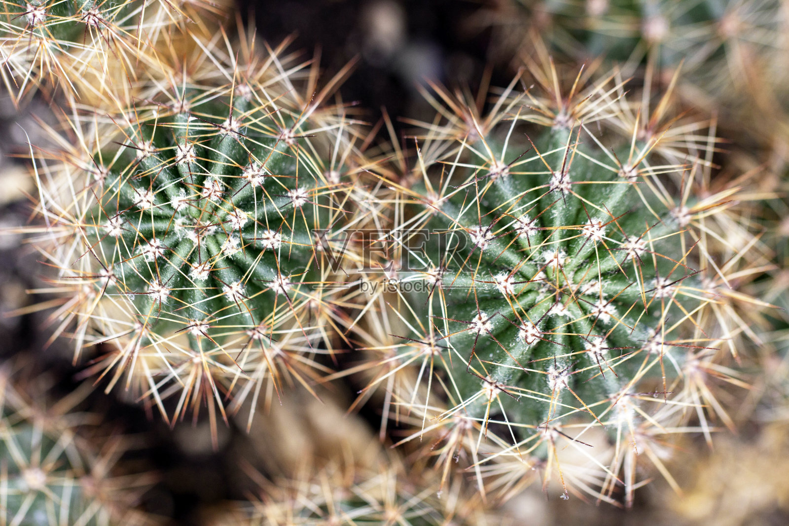 圆形绿色仙人掌，多刺植物，俯视图照片摄影图片