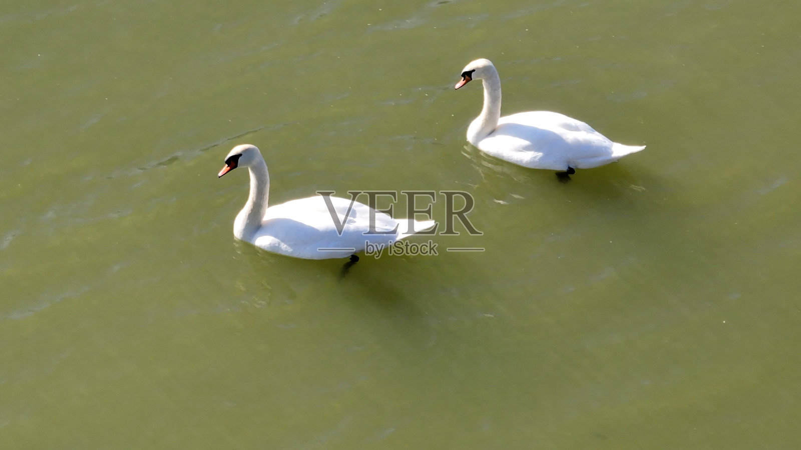 野生动物天鹅在阳光下在纽约州北部自然公园的河里游泳照片摄影图片