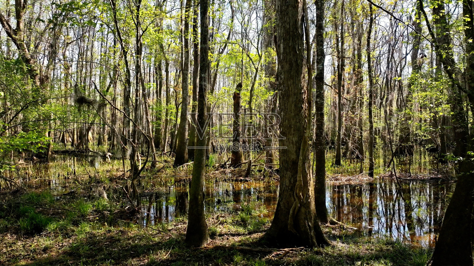 自然景观与树木，沼泽河边在春天与阳光在南卡罗莱纳低县照片摄影图片