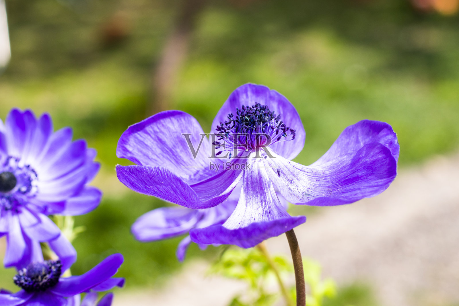 银莲花照片摄影图片
