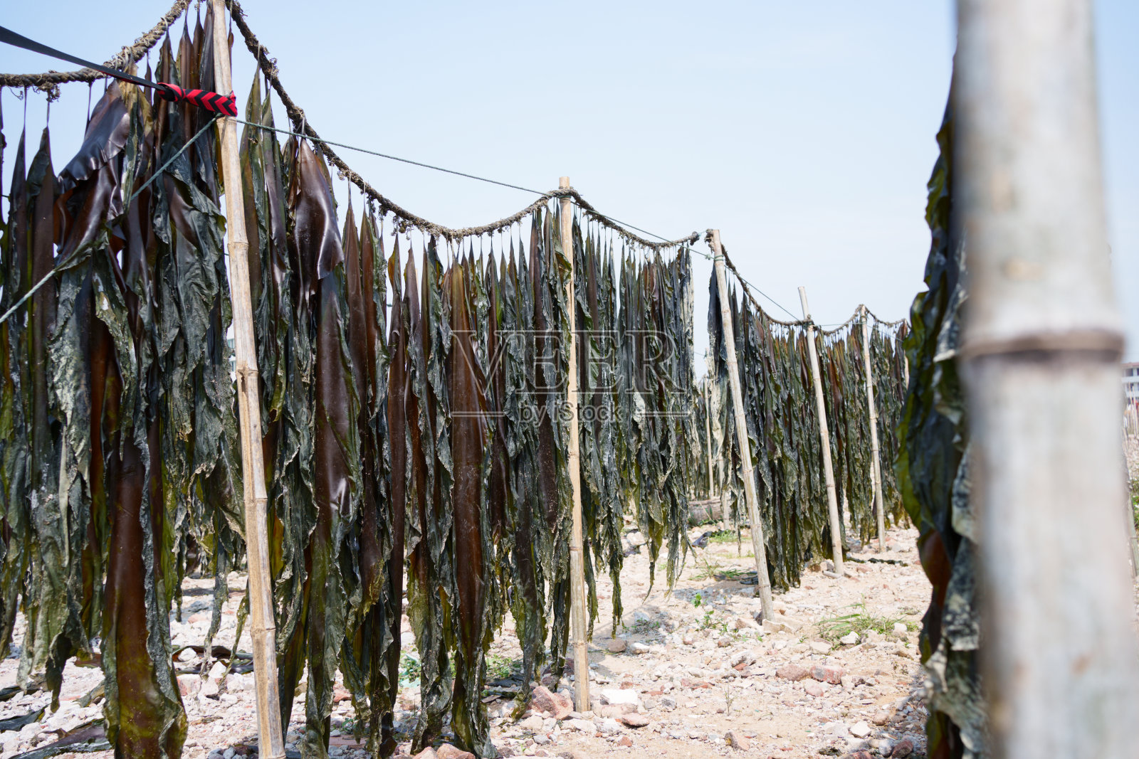 海带在户外晒干照片摄影图片