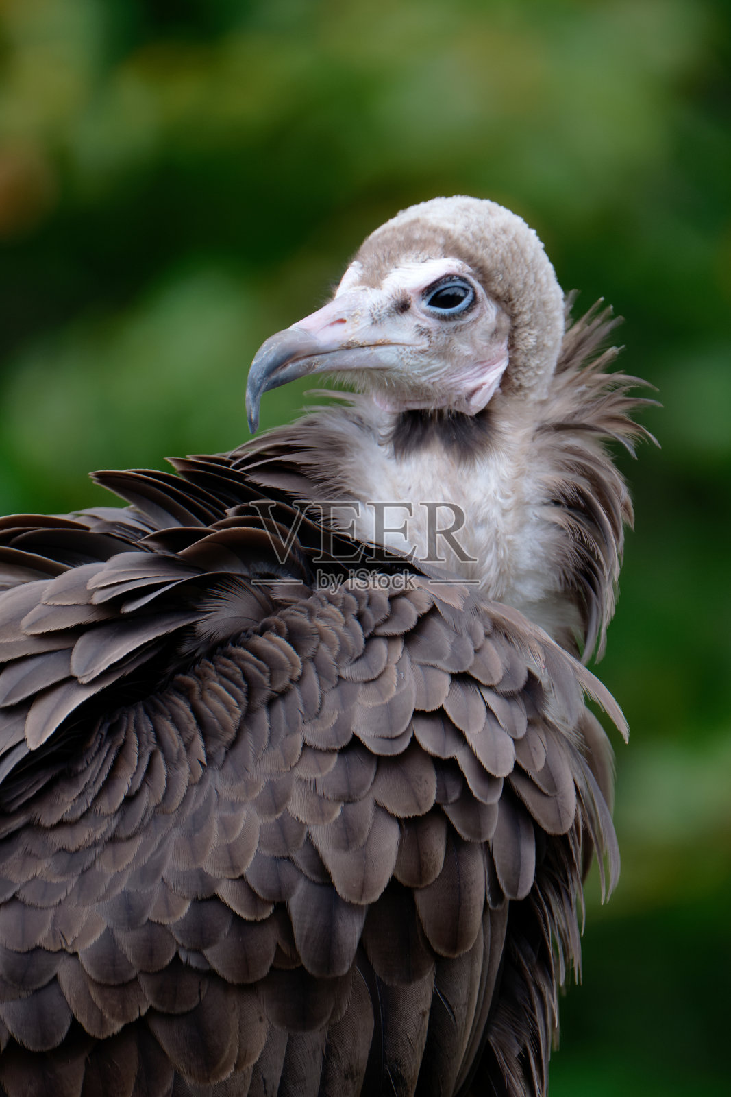 连帽秃鹰-死鹰照片摄影图片