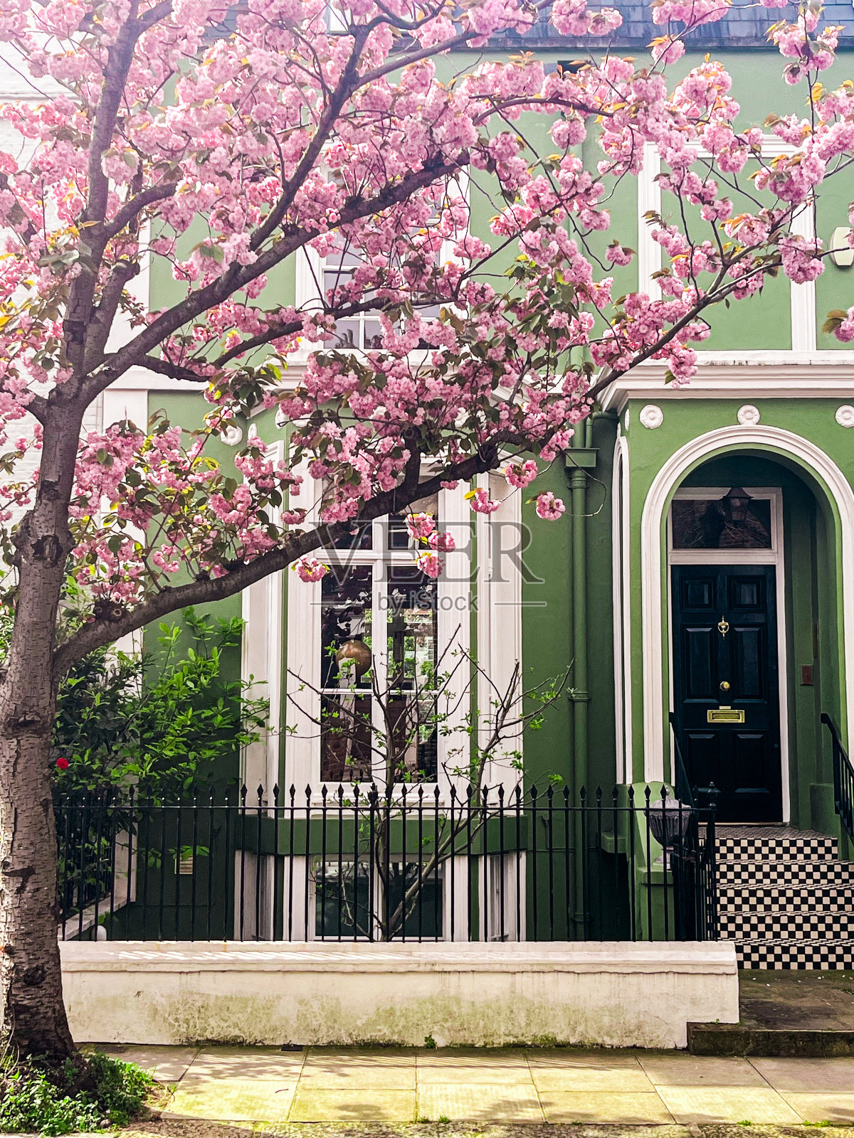伦敦切尔西一所绿墙房子附近的粉色樱花照片摄影图片