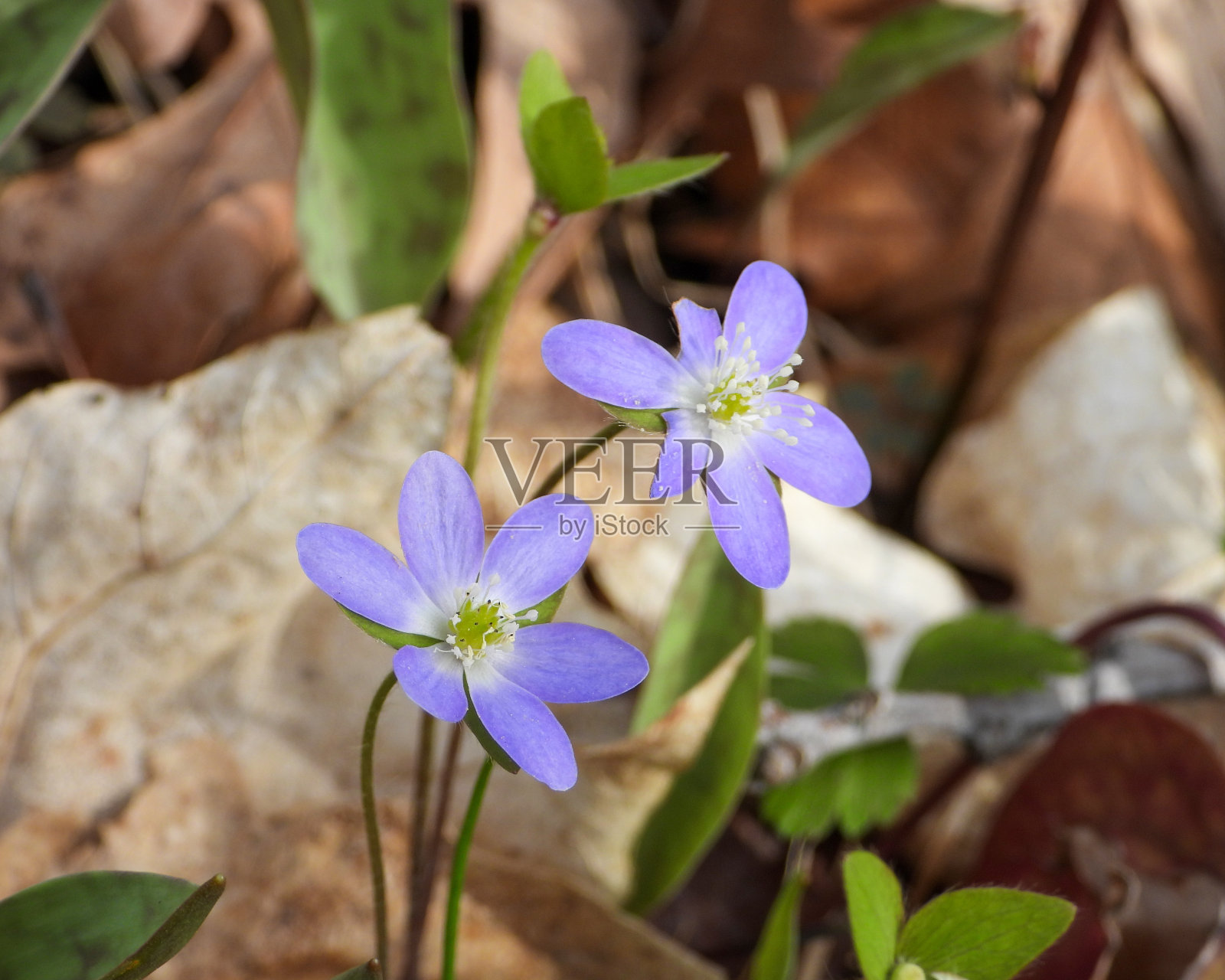 银莲花(尖裂银莲花)原产于北美林地的野花照片摄影图片
