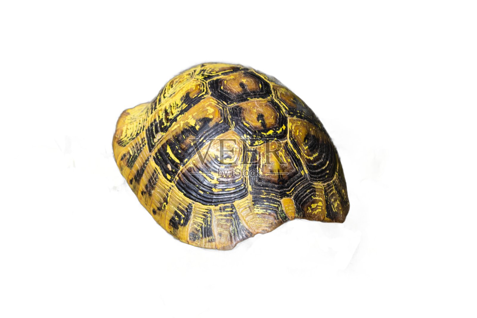 龟壳PNG隔离。野生动物保护照片摄影图片