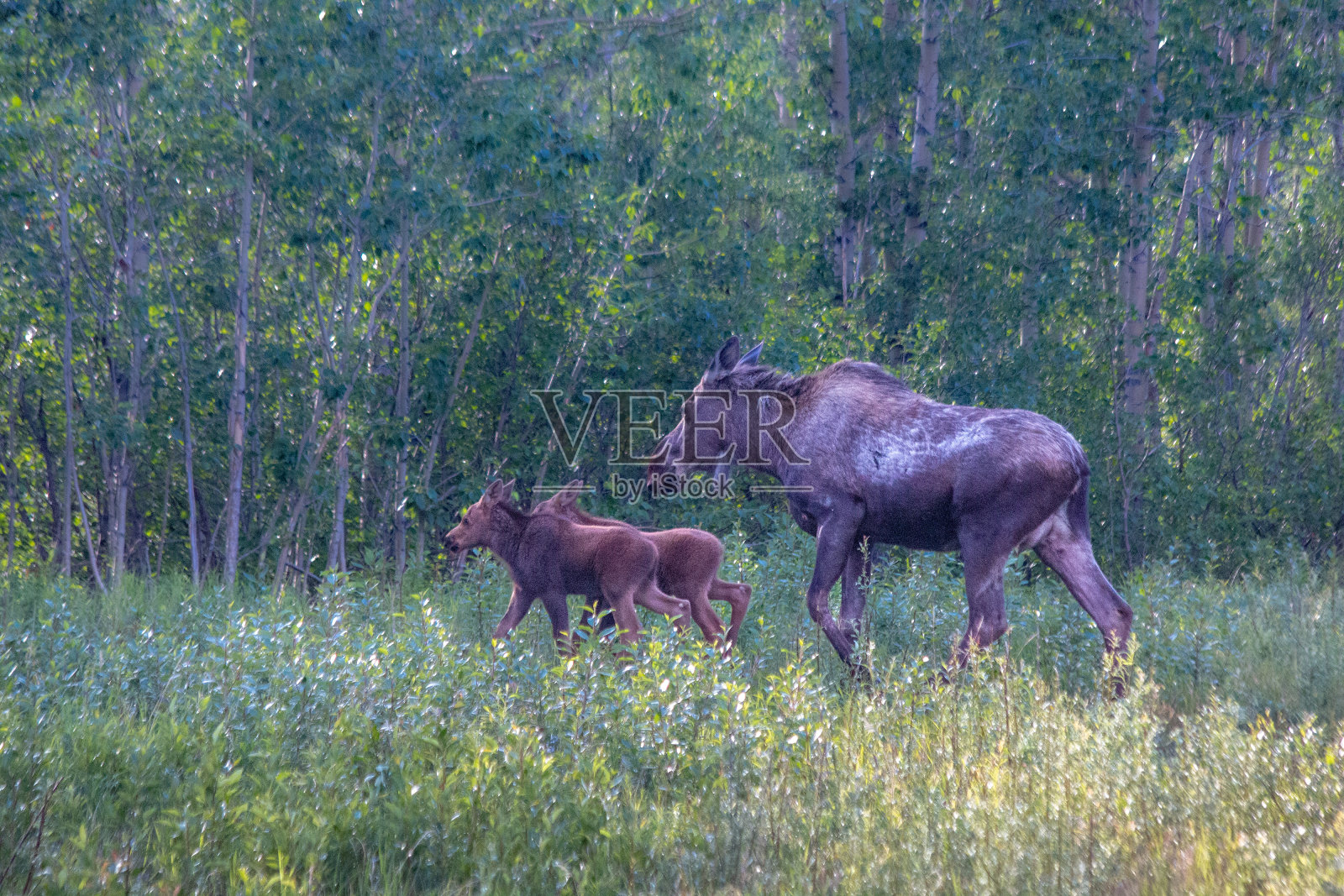 母驼鹿和小驼鹿照片摄影图片