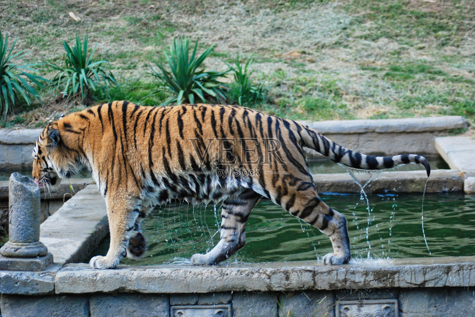 老虎照片摄影图片
