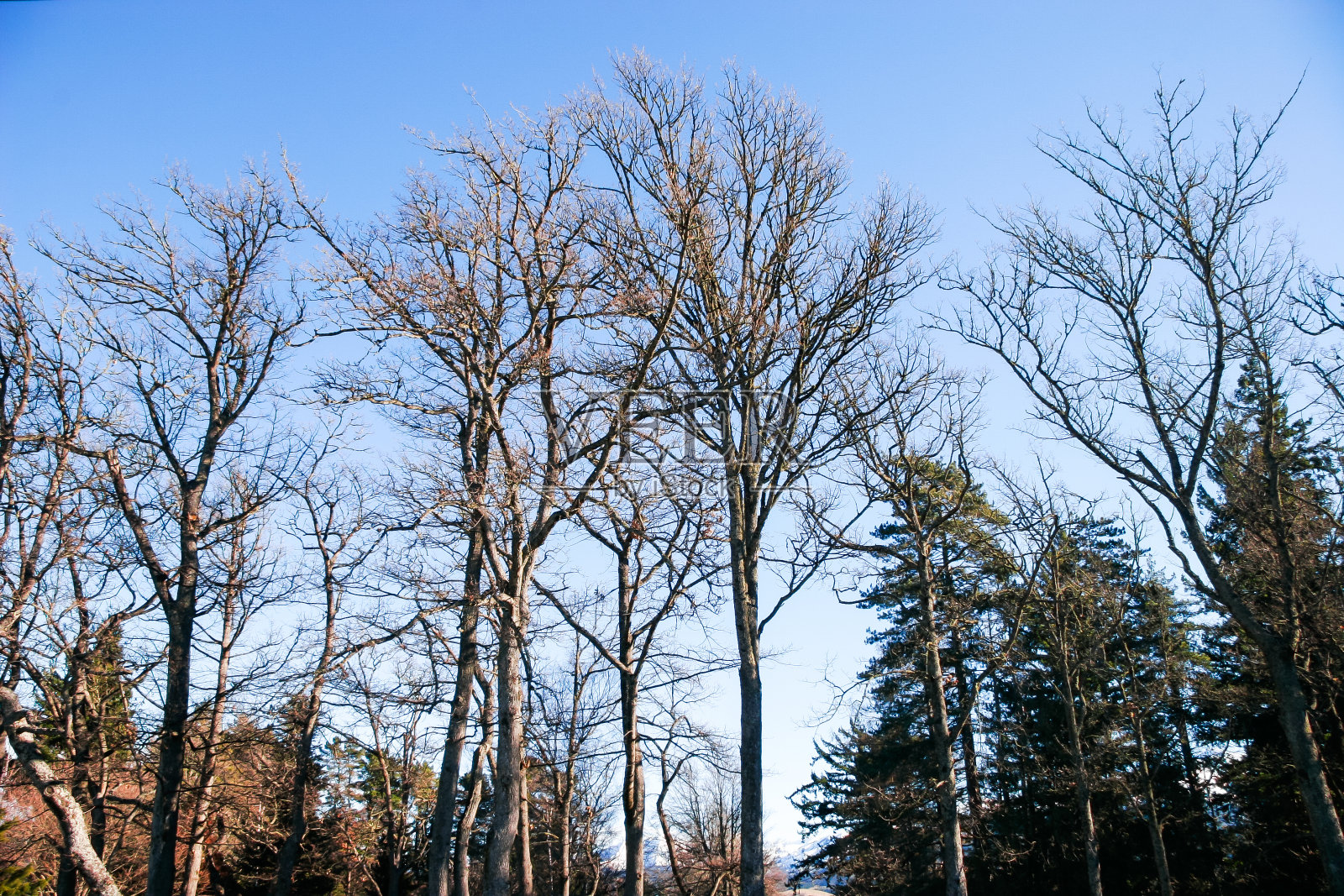 冬天，新西兰南岛哈姆纳斯普林斯的主要街道上矗立着一片树林照片摄影图片