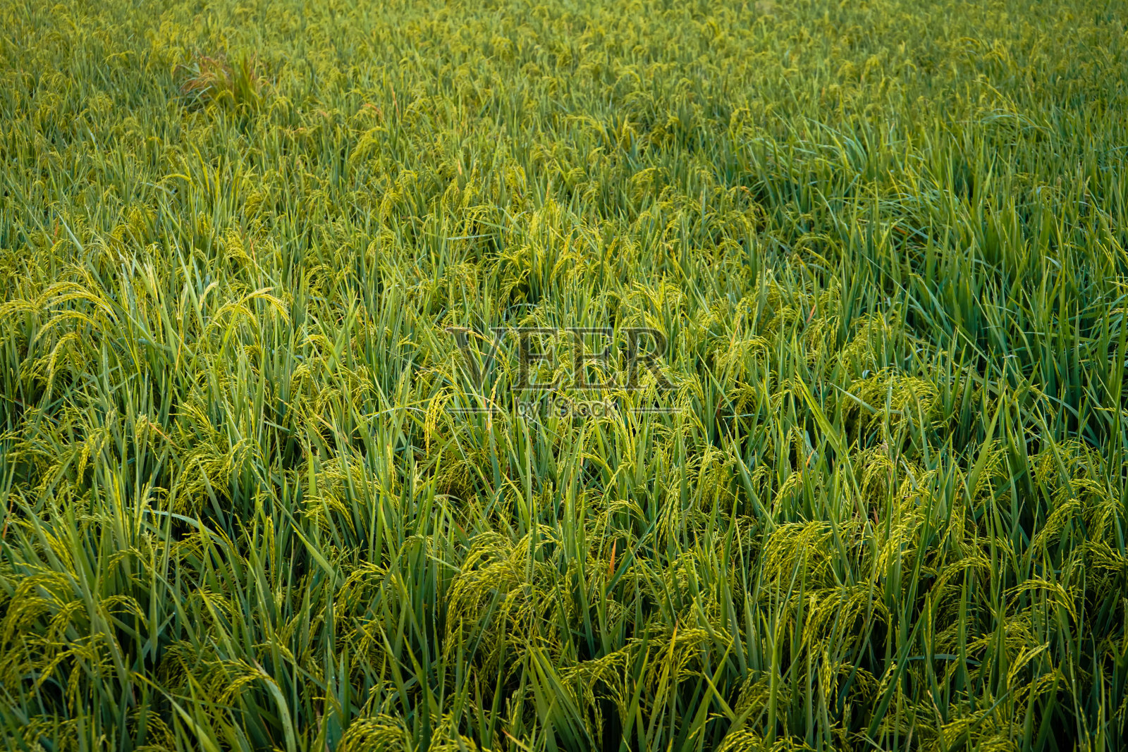 Ricefield照片摄影图片