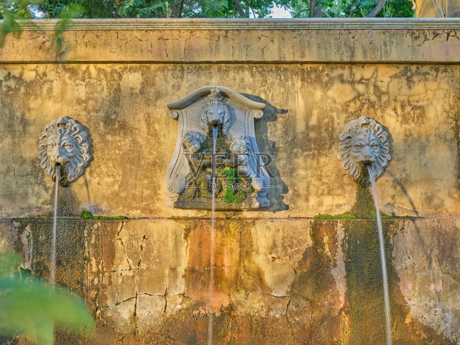 花，植物和树木照片摄影图片