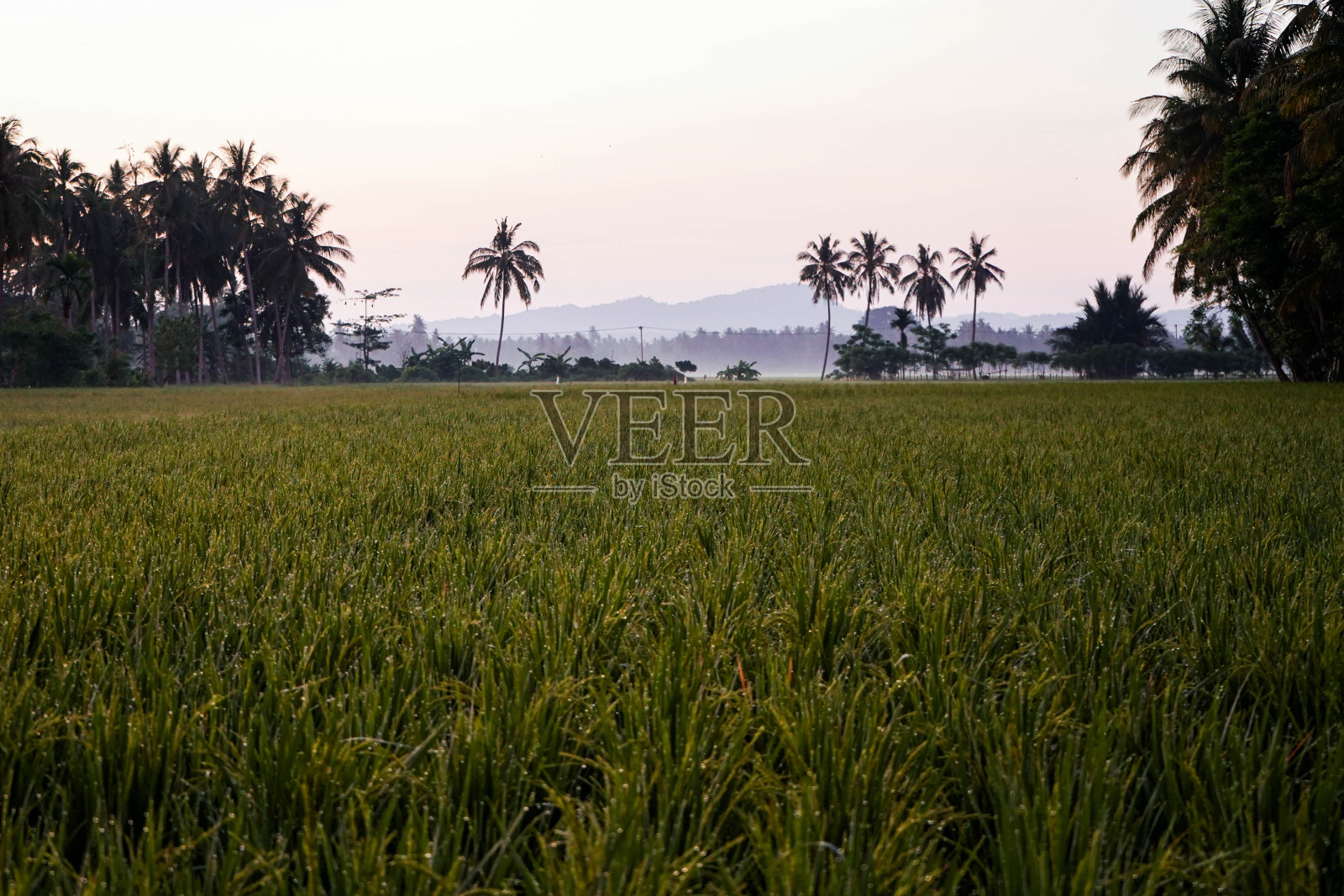 Ricefield照片摄影图片