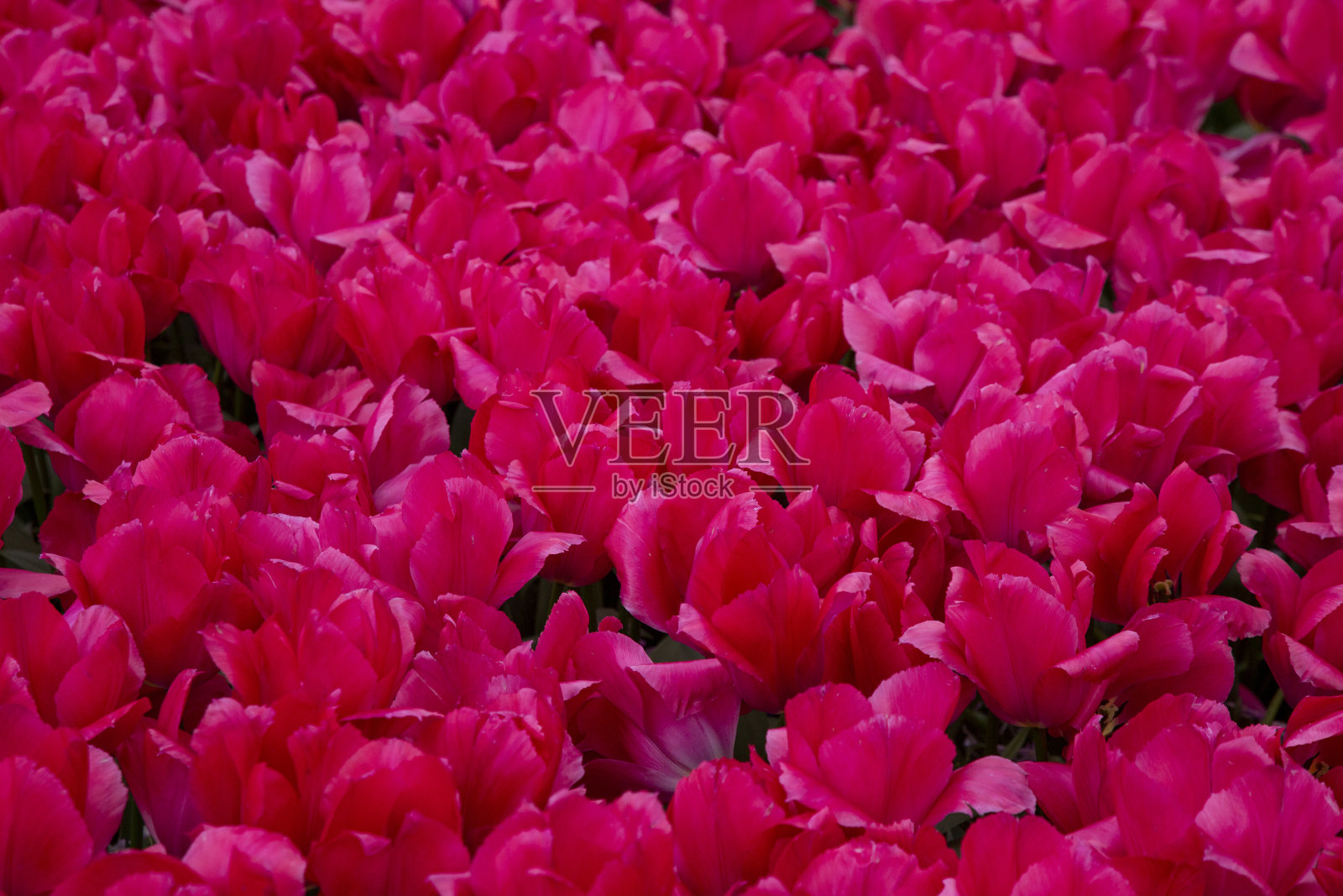 红色郁金香田照片摄影图片