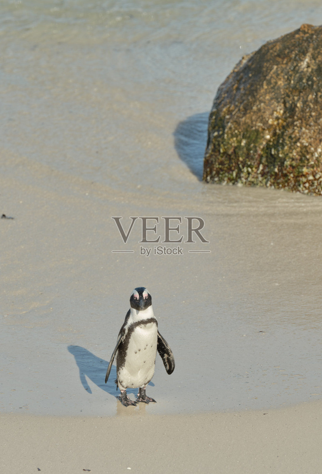 黑脚企鹅在巨石海滩，南非照片摄影图片