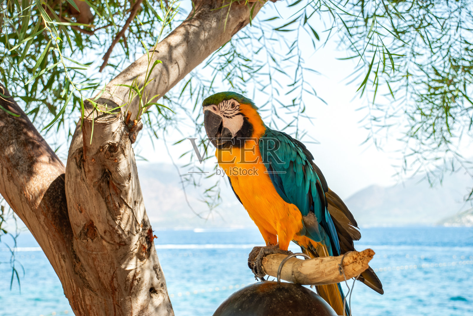 色彩斑斓的阿拉金刚鹦鹉栖息在柳树旁的鸟笼上照片摄影图片