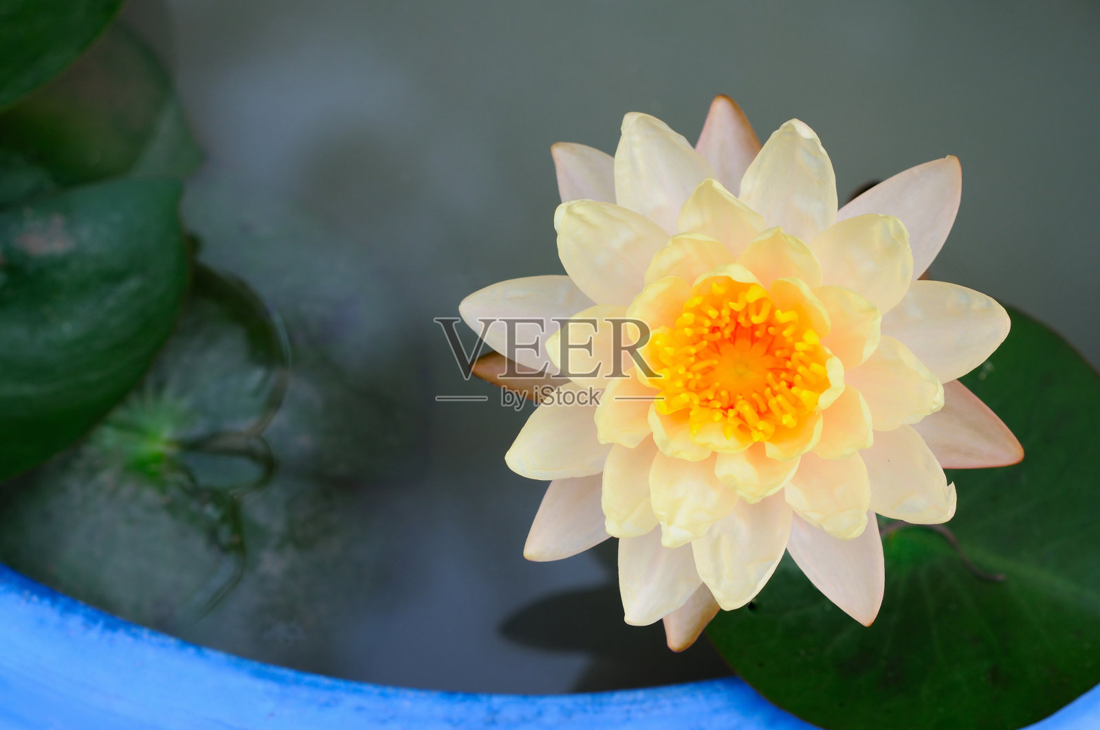 一朵盛开的黄色睡莲照片摄影图片