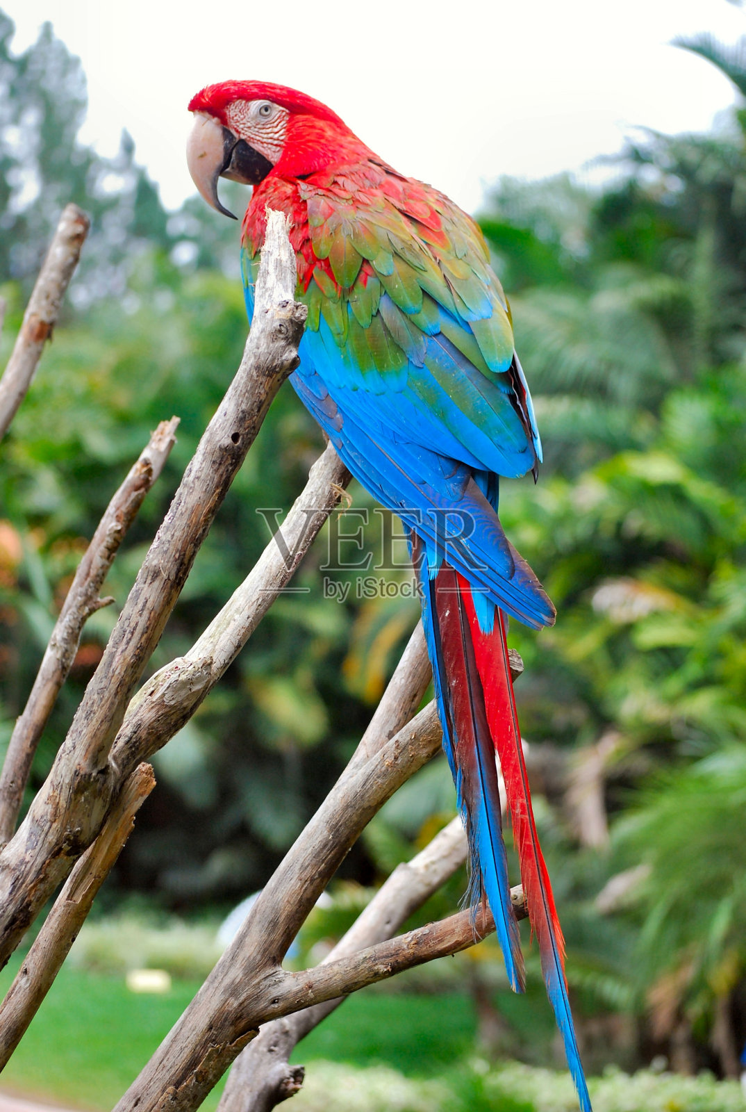 米兰达·德·格兰变了。照片摄影图片