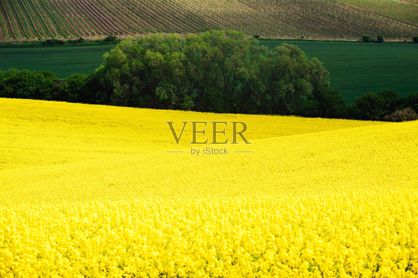 盛开的油菜地。捷克共和国，摩拉维亚照片摄影图片