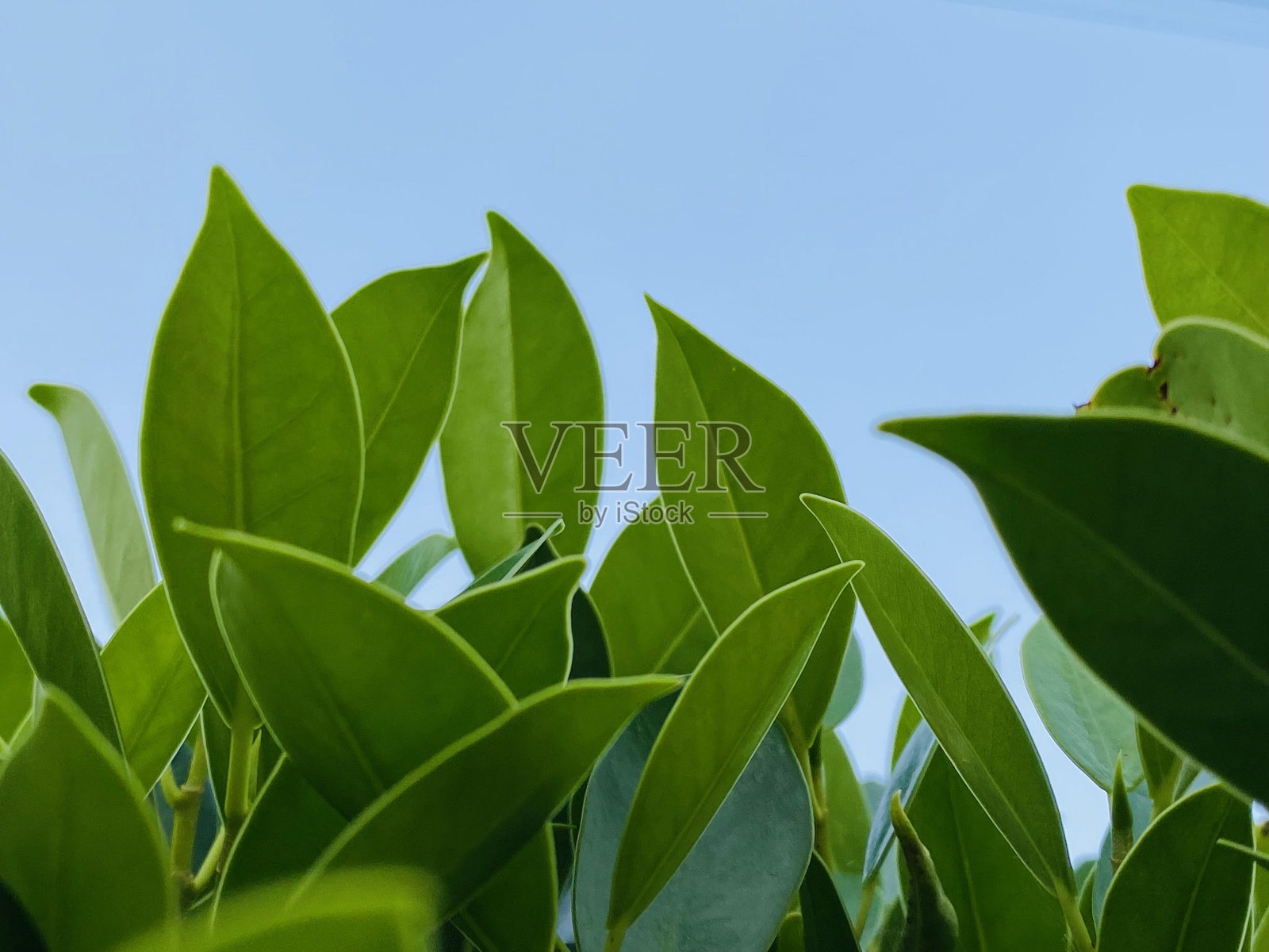 热带榕属植物annulata照片摄影图片