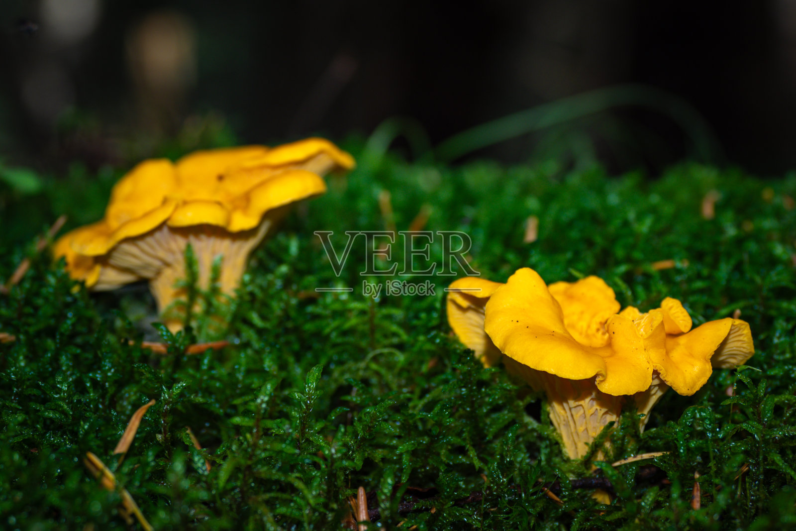 蘑菇生长在森林里照片摄影图片