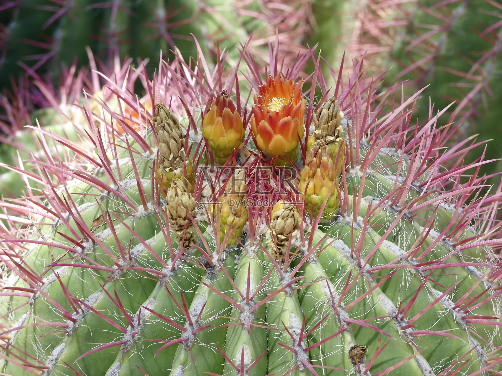 马拉喀什马若雷勒花园的仙人掌照片摄影图片