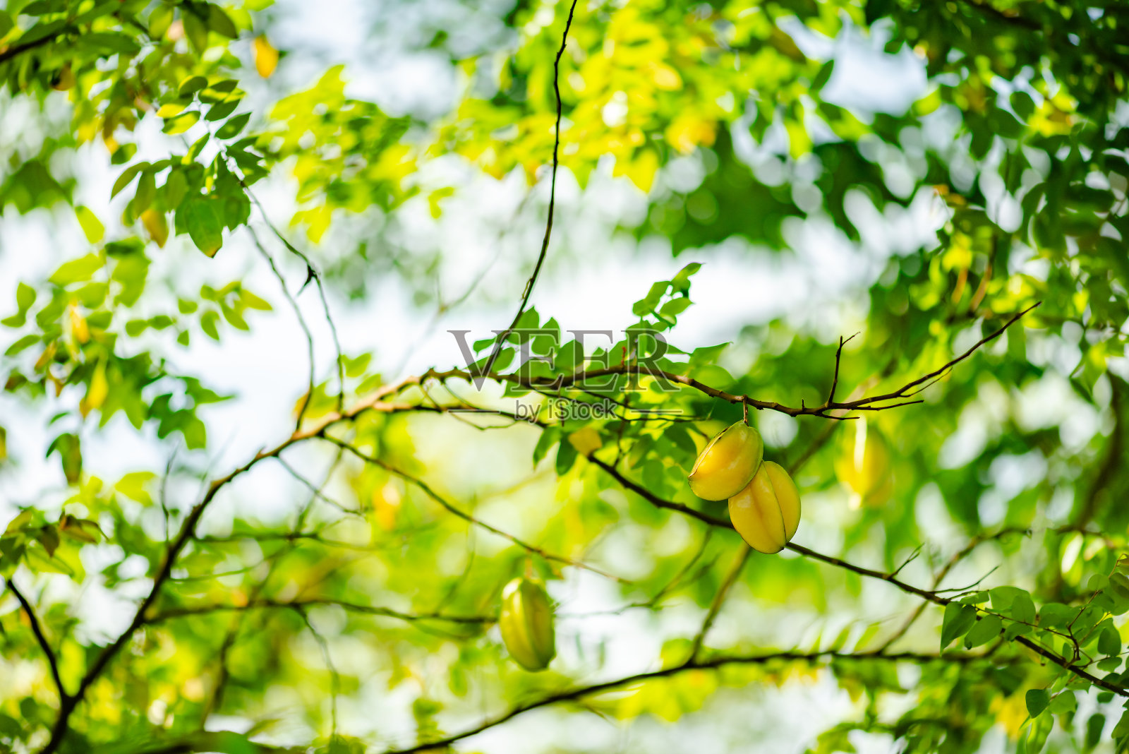 杨桃，五指杨桃属有机热带外来植物照片摄影图片