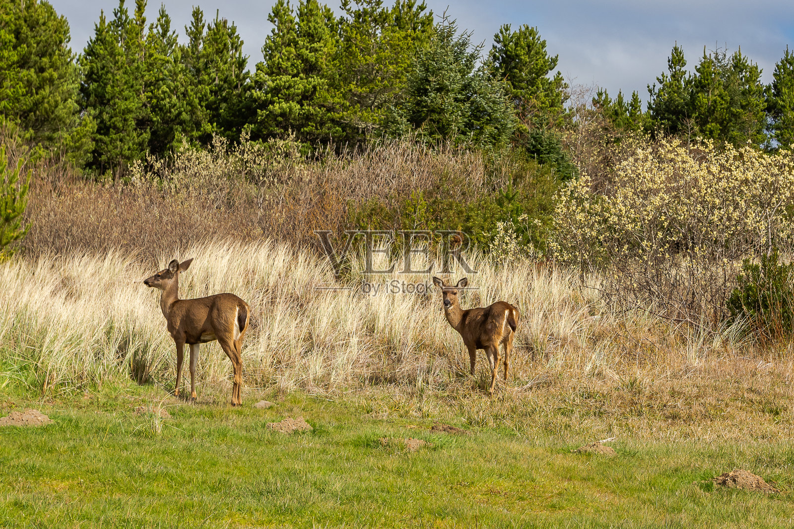 花季森林草坪上的小鹿照片摄影图片