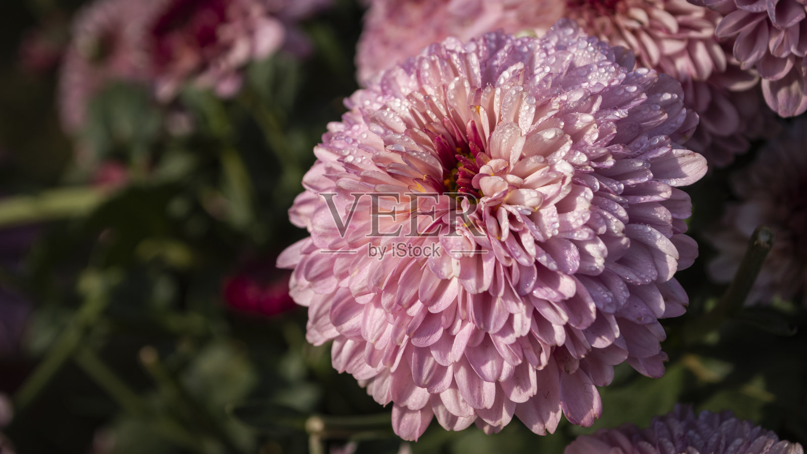 美丽的粉色菊花照片摄影图片