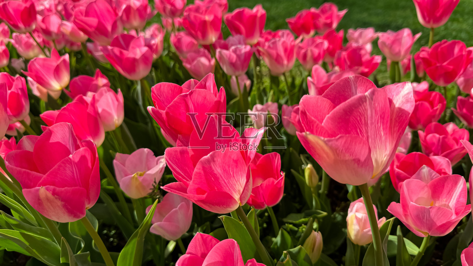 鲜艳的粉红色郁金香盛开在春天的花园，近距离观看与阳光下的花瓣和新鲜的绿叶。爱情和夏天的季节概念。照片摄影图片