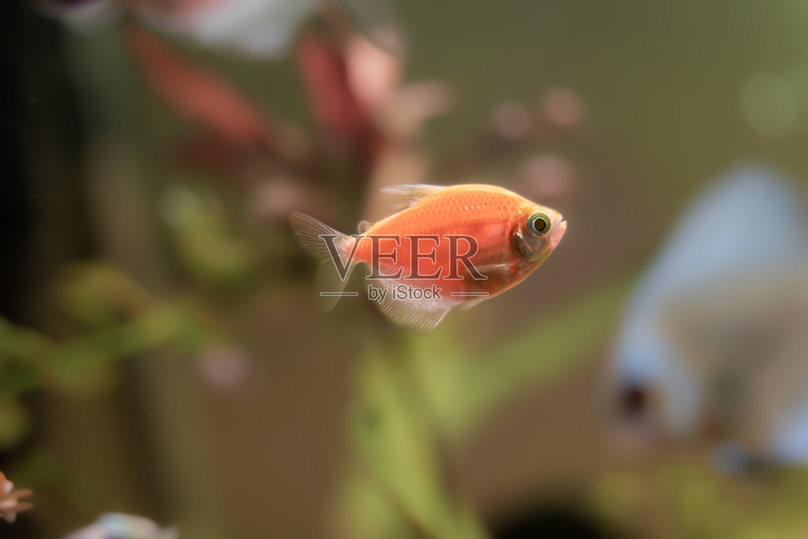 淡水水族观赏鱼特写照片摄影图片