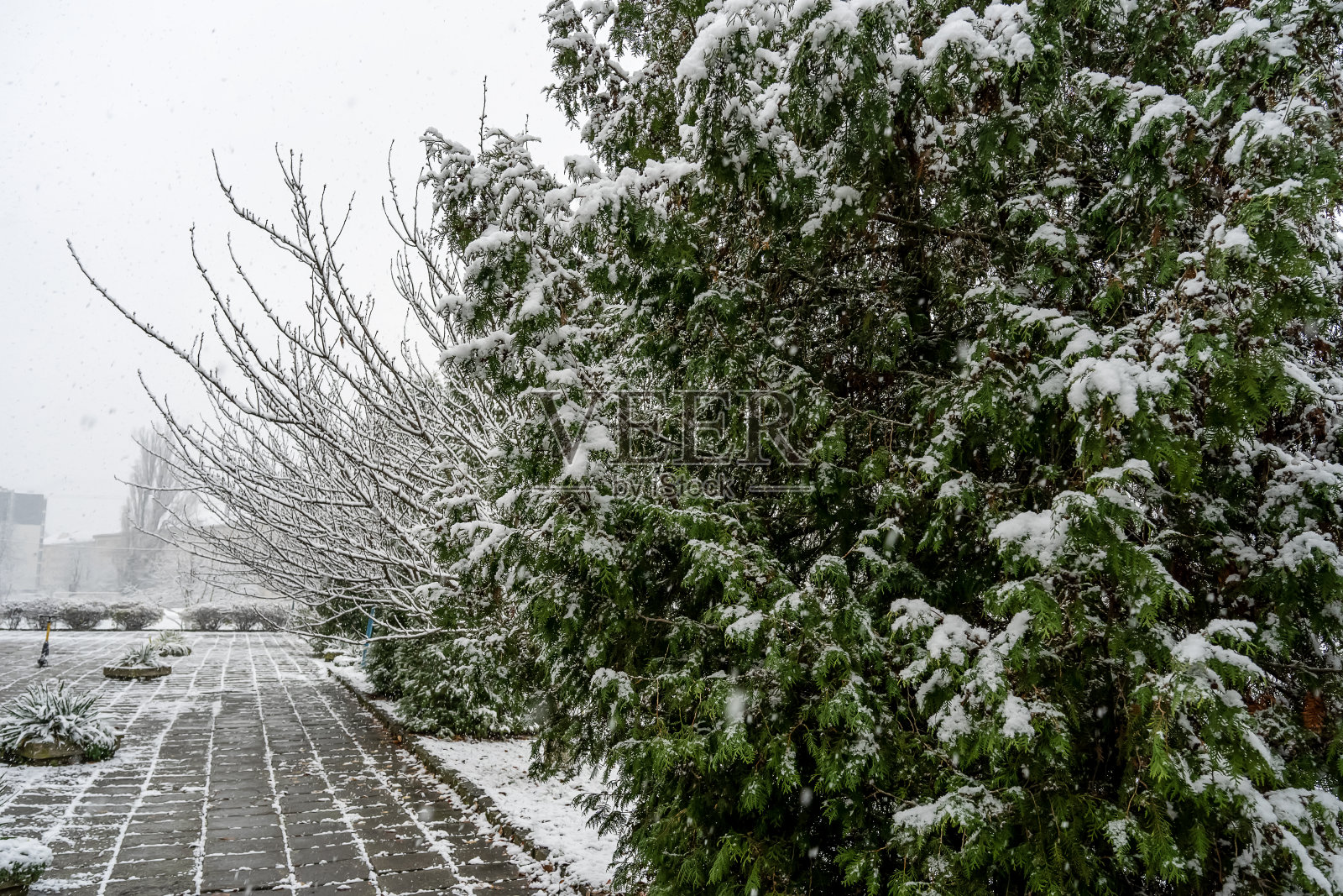 圣诞树上挂满了雪花，雪花飘落，冬日的背景照片摄影图片