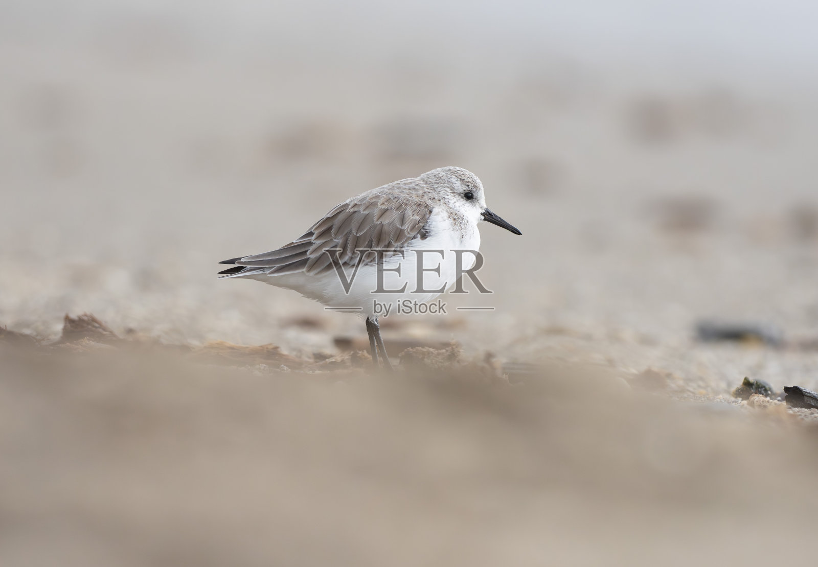 沙滩上的沙德林(Calidris alba)照片摄影图片