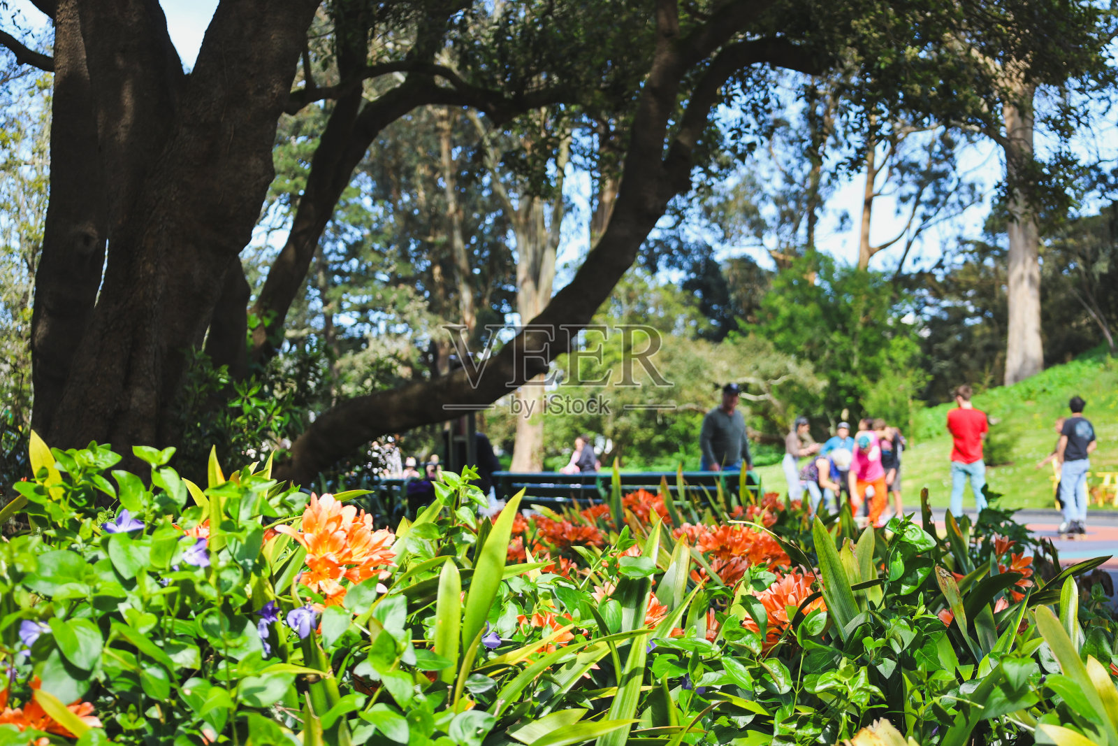 欣赏金门公园的多种方式。照片摄影图片