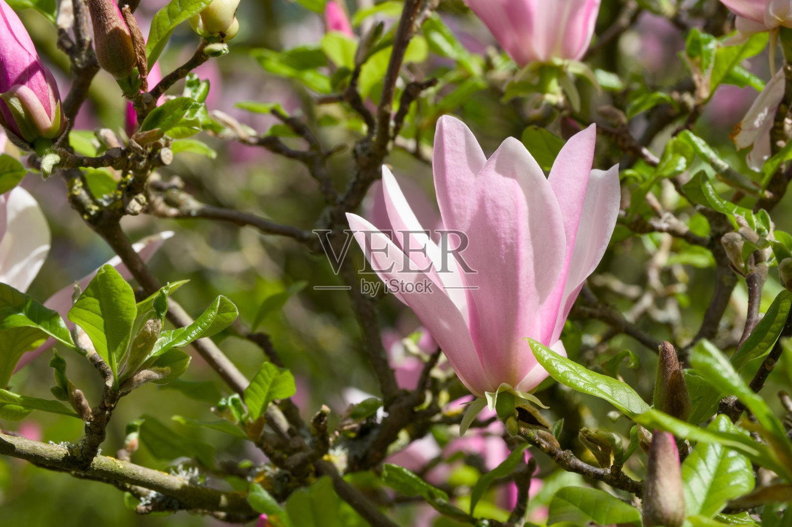 玉兰花照片摄影图片