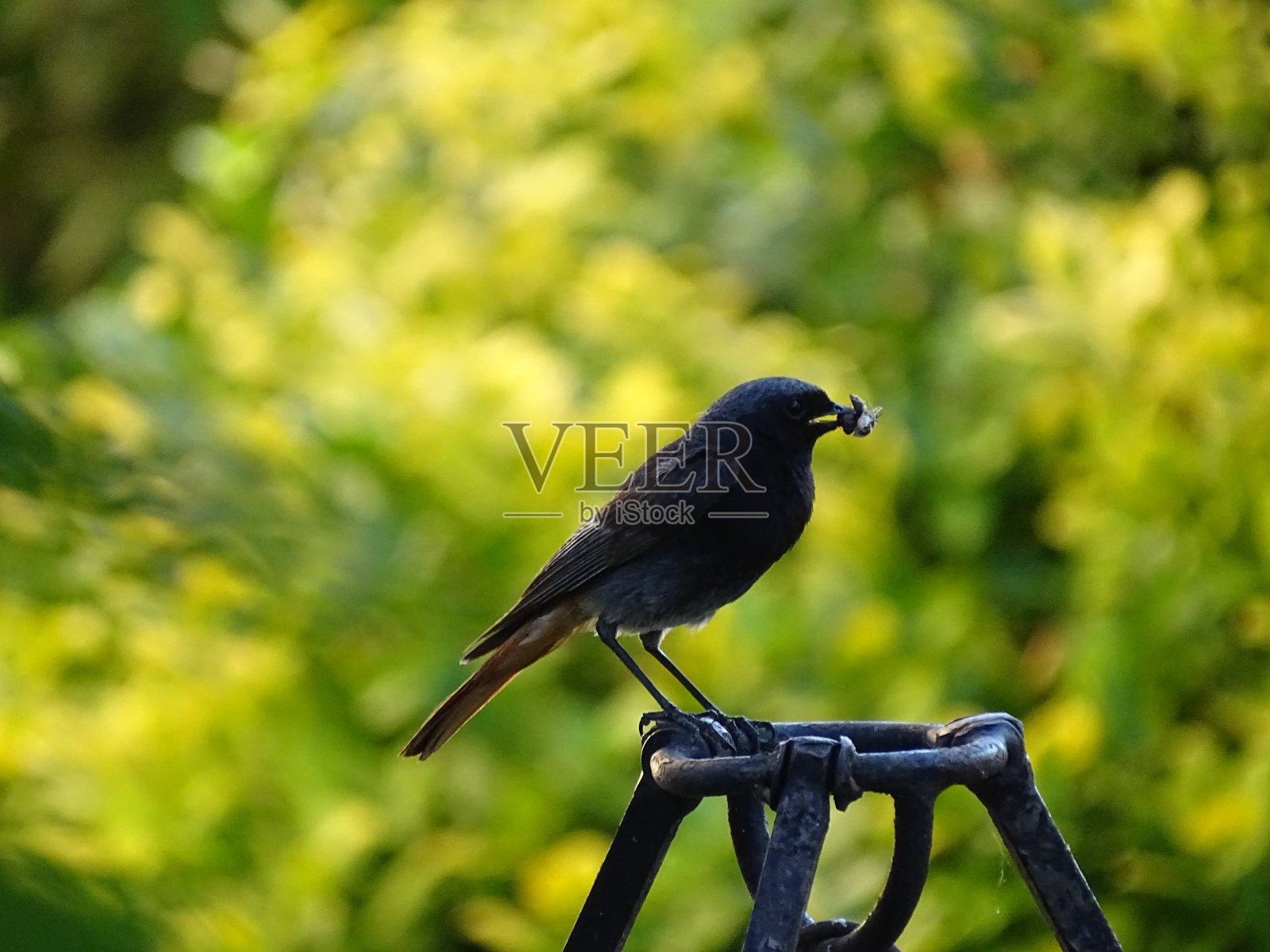 鸟照片摄影图片