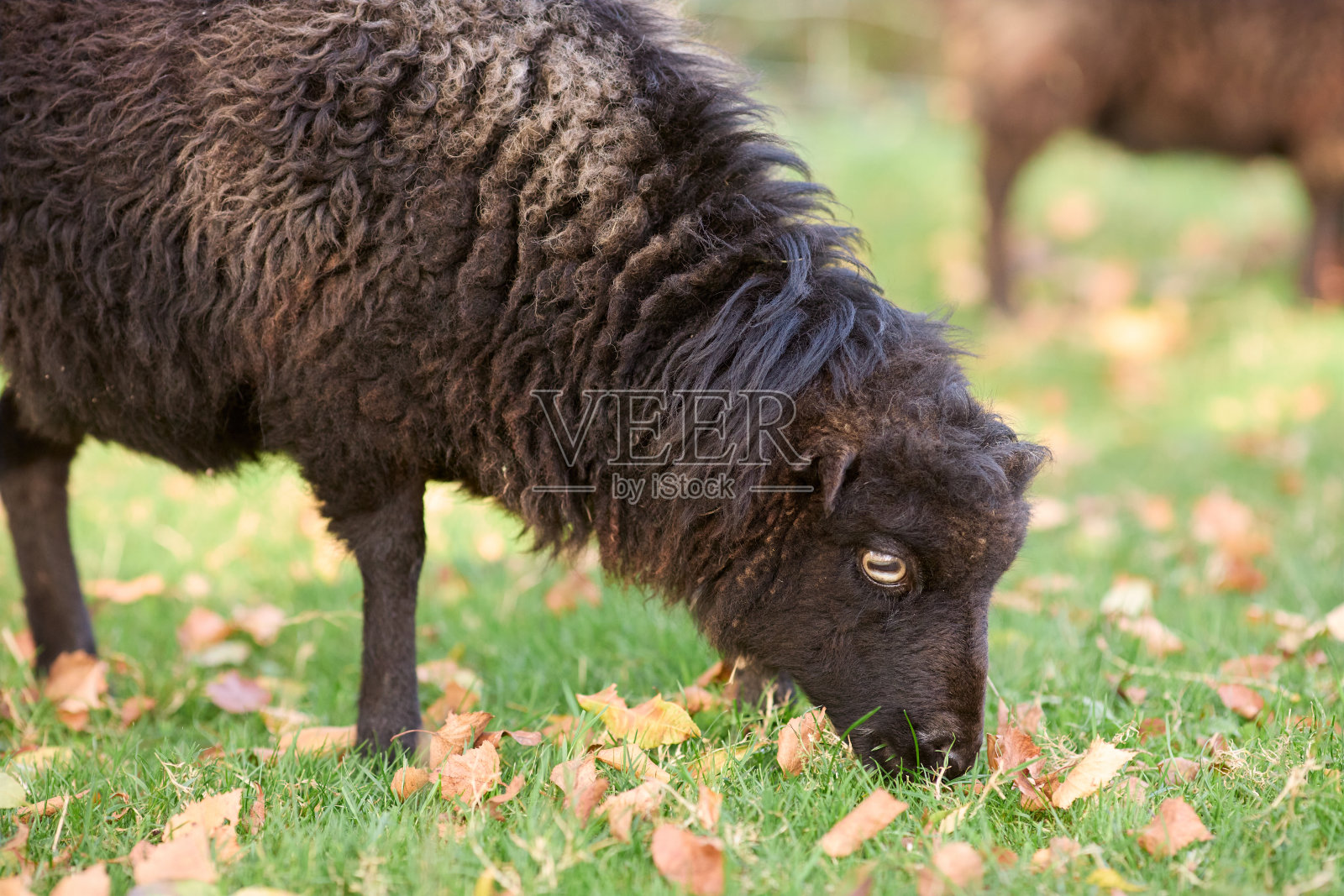 雌性棕色野羊照片摄影图片