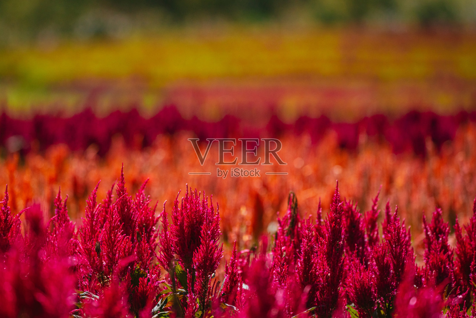 2023年10月，公园里秋天盛开的鸡冠花照片摄影图片