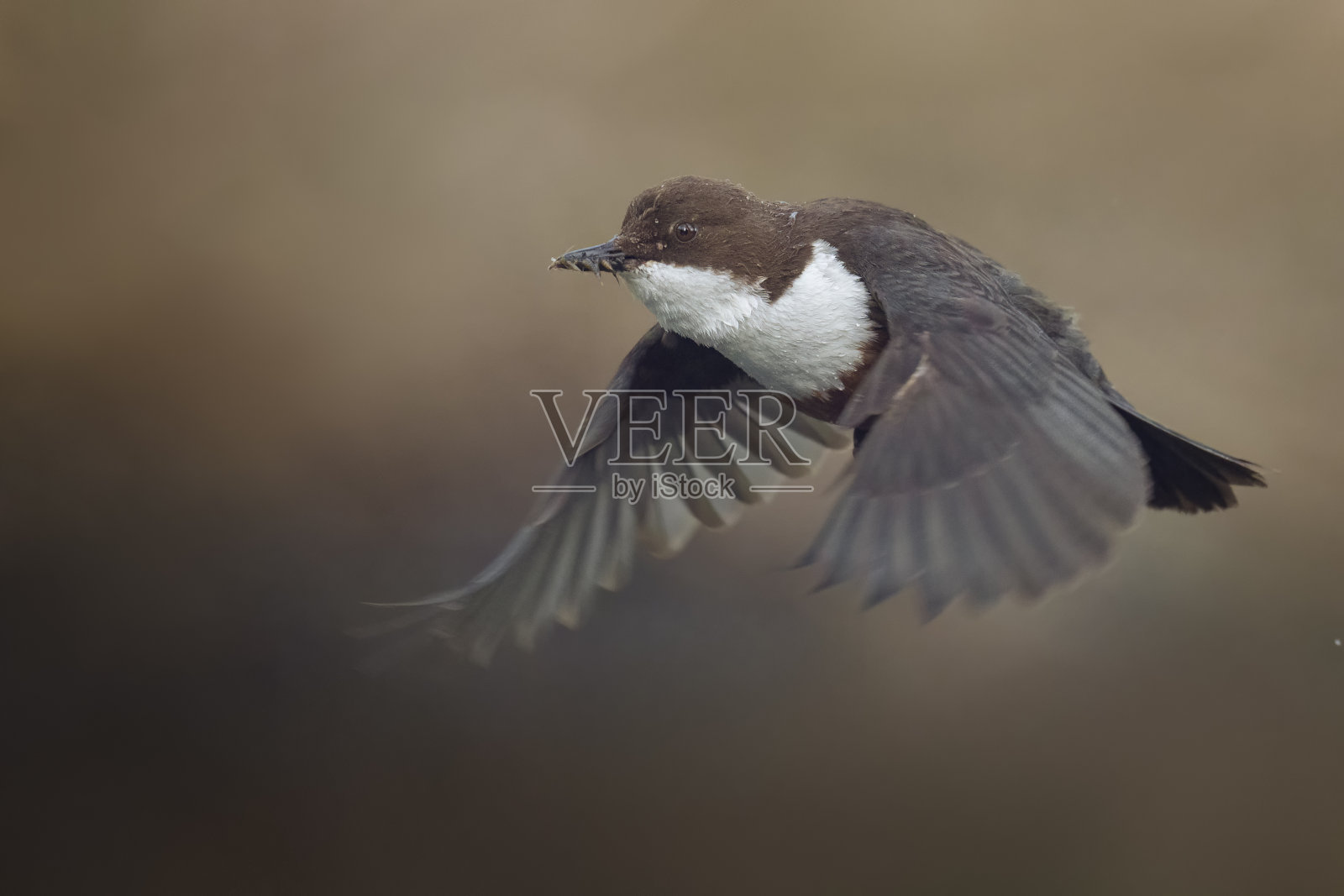 北斗七星飞回巢，嘴里装满了给雏鸟的食物照片摄影图片