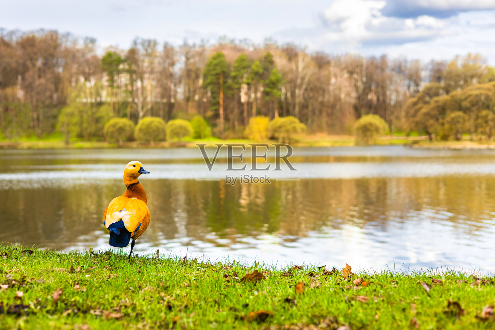 一只消防鸭站在公园池塘的岸边照片摄影图片