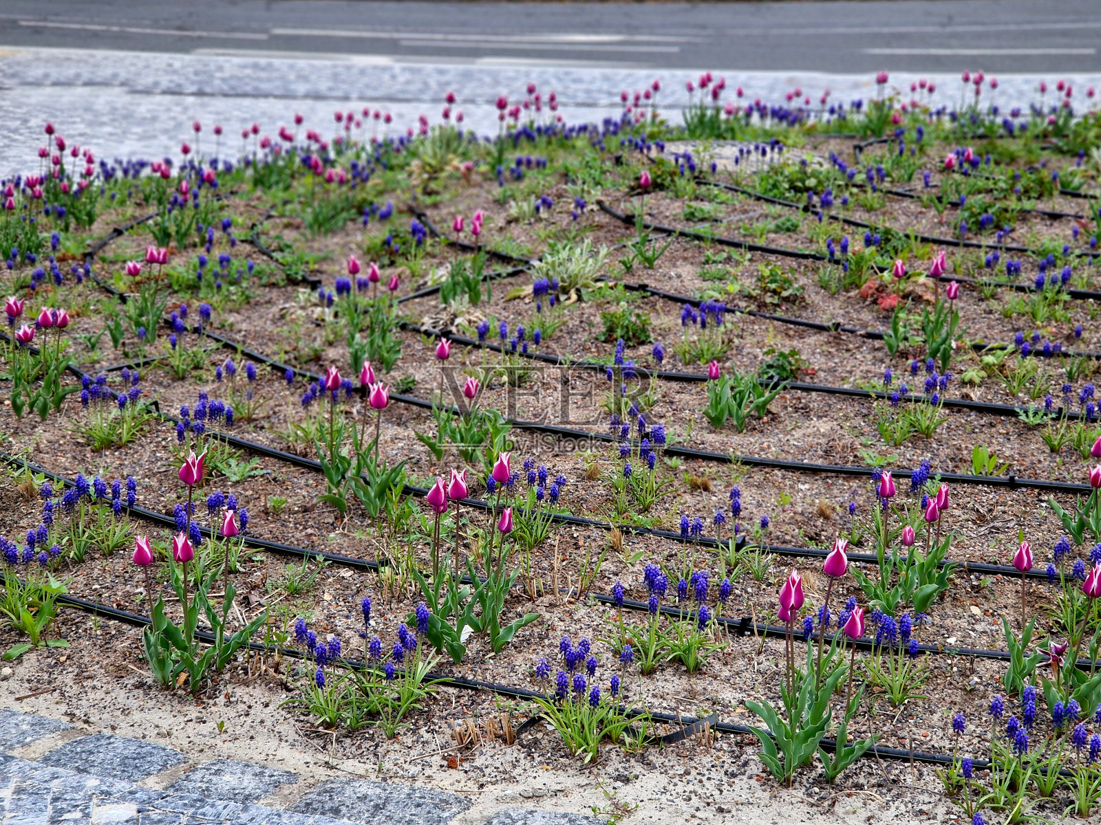 带滴管的软管系列。滴落的水到达多年生植物的根部，得到更好的利用，并且不会像屋顶花园那样迅速地从基质中蒸发照片摄影图片