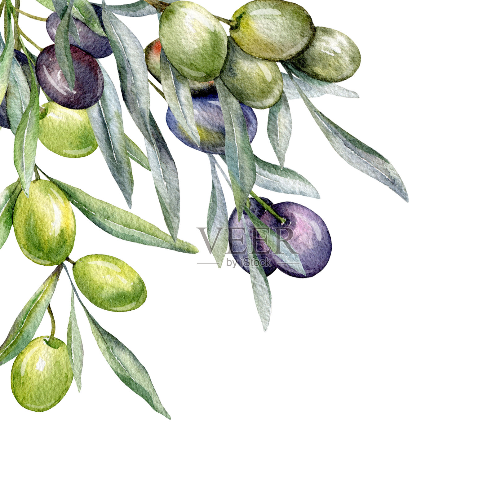 橄榄水彩画。橄榄枝绿叶手绘水彩孤立在白色的背景。完美的橄榄婚礼请柬，花卉标签，新娘淋浴和花卉贺卡插画图片素材
