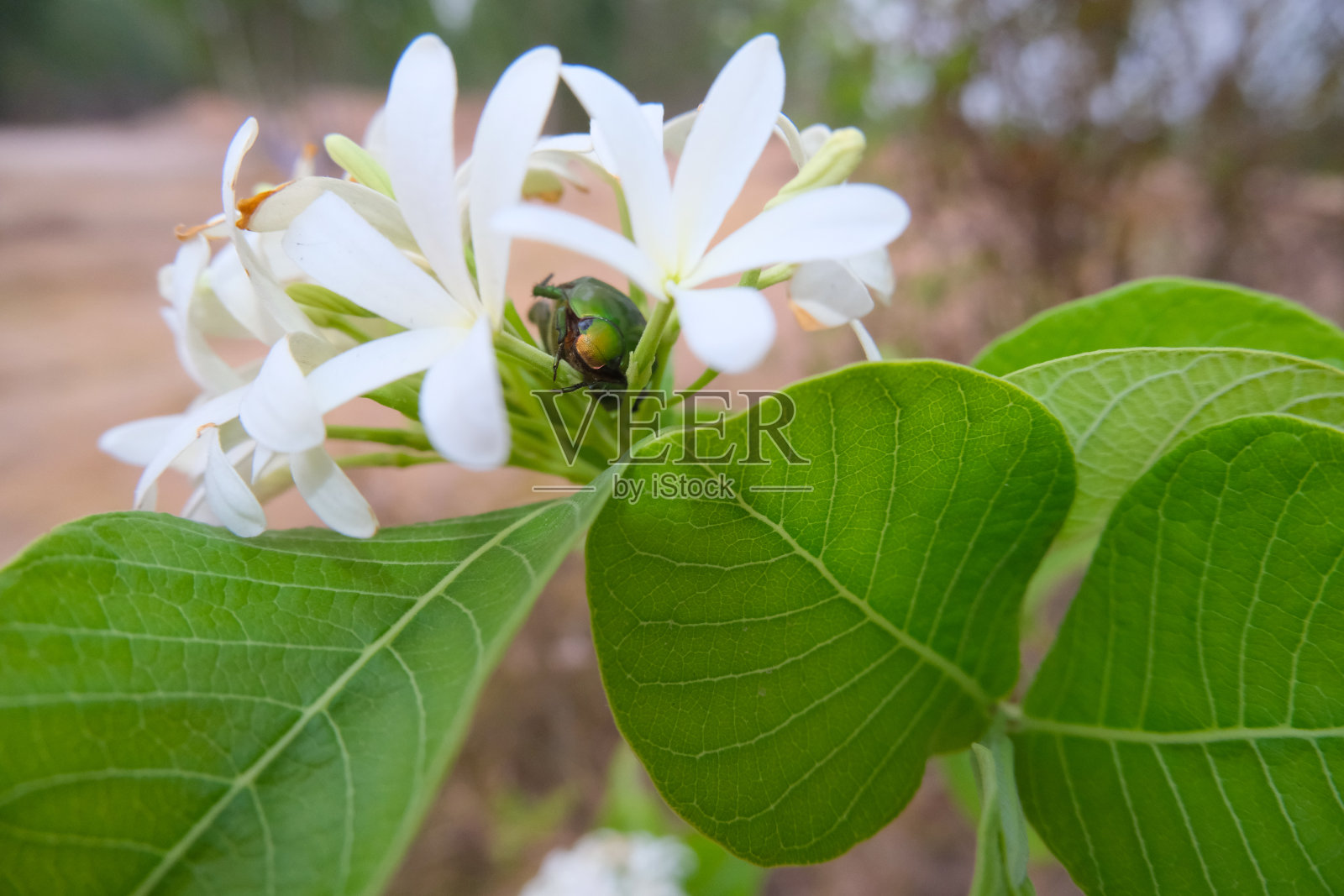 一只绿甲虫从花中钻出来。照片摄影图片