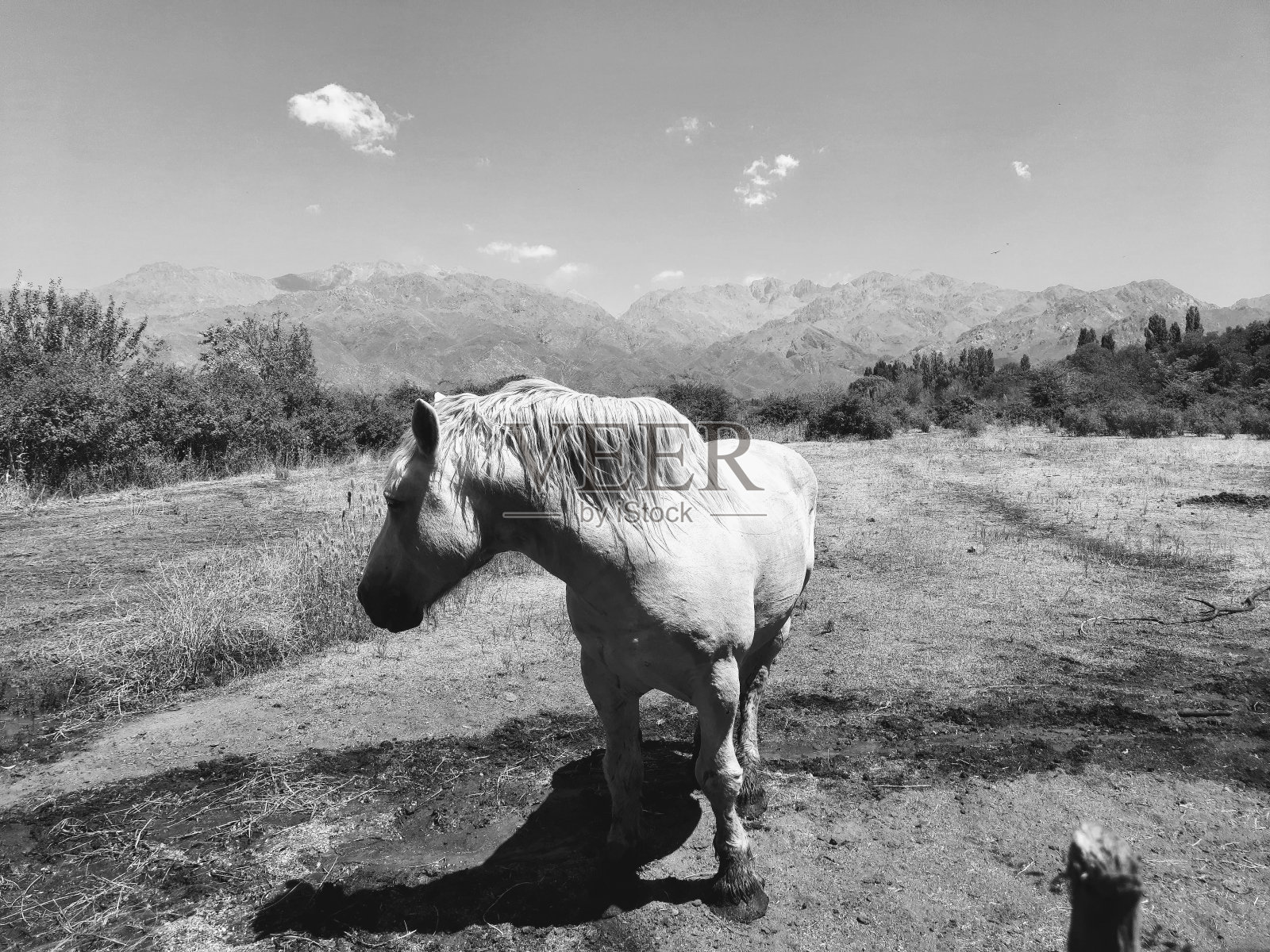 一匹非常阿根廷的马。照片摄影图片