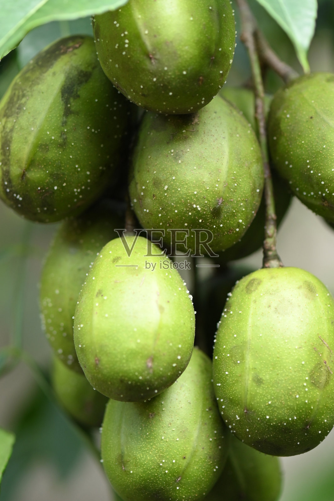 在模糊背景下微距摄影对自然中加麻露叶树脂病的研究。照片摄影图片