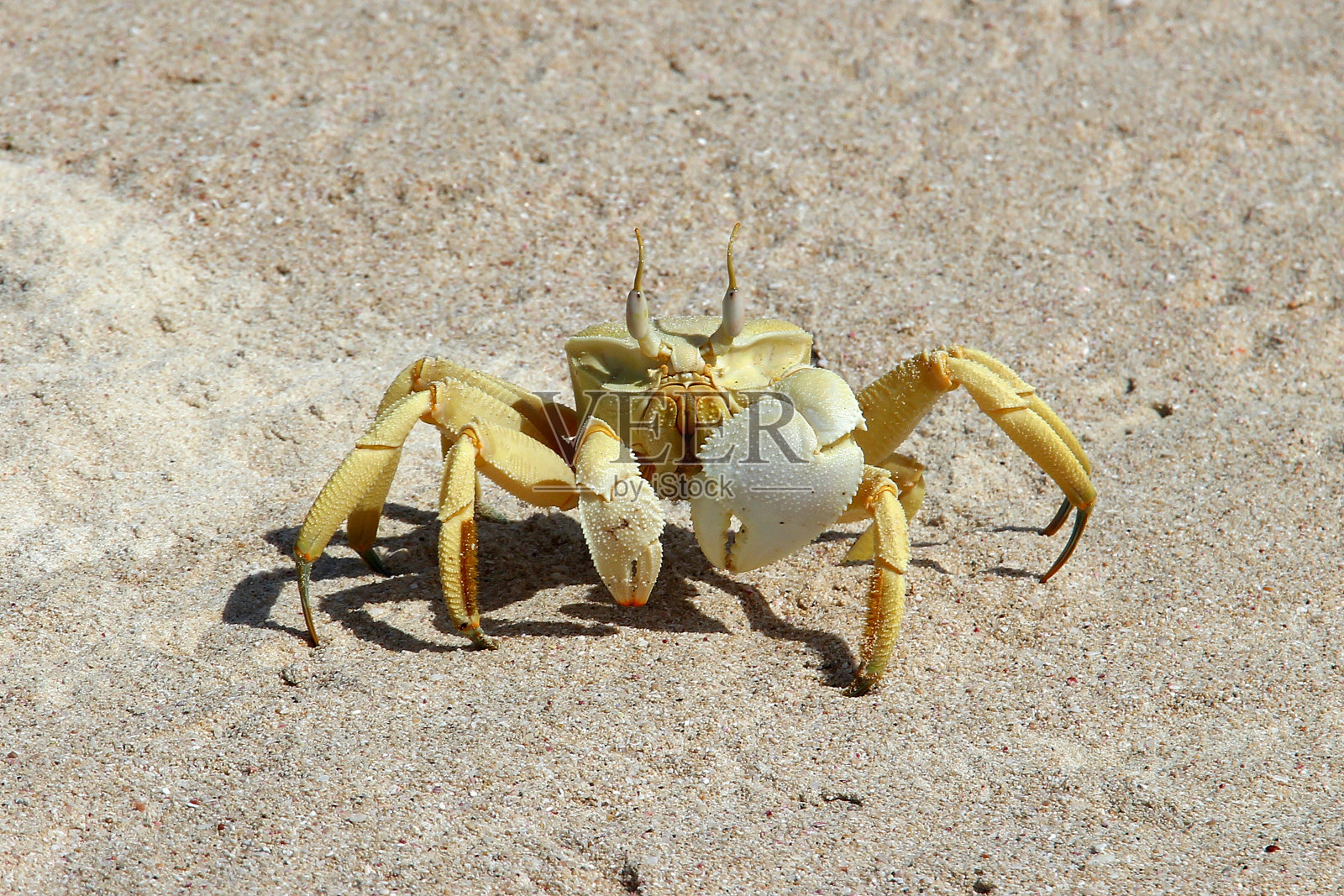 也门索科特拉岛舒阿布海湾的螃蟹照片摄影图片
